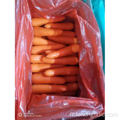 Nouvelle récolte de carottes fraîches 2019 du Shandong